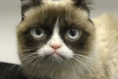 GrumpyCat_02171401