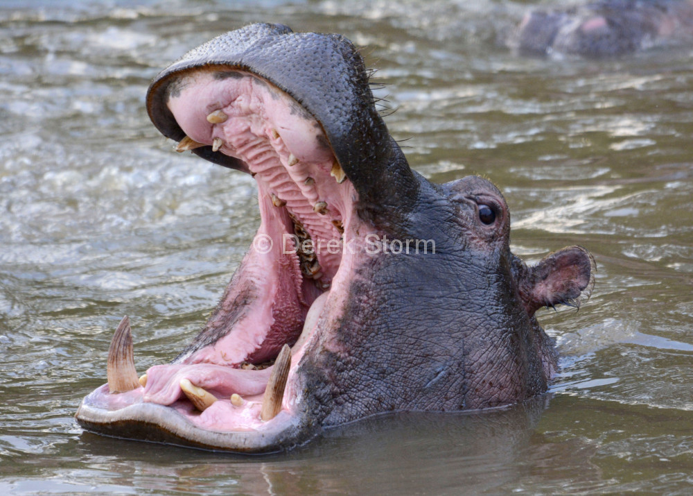Hippopotamus_8x10