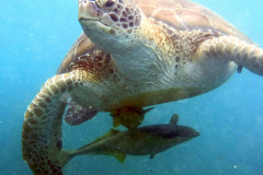 Akumal-Turtle_01101602