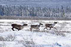 Caribou_02211905