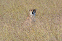 Cheetah_85x105