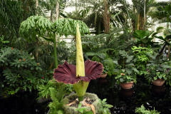 CorpseFlower_06271812
