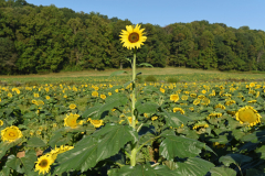 FausettSunflowerFarm_10051808