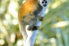 SquirrelMonkey_5x7