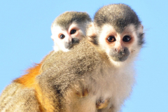 SquirrelMonkey_8x10